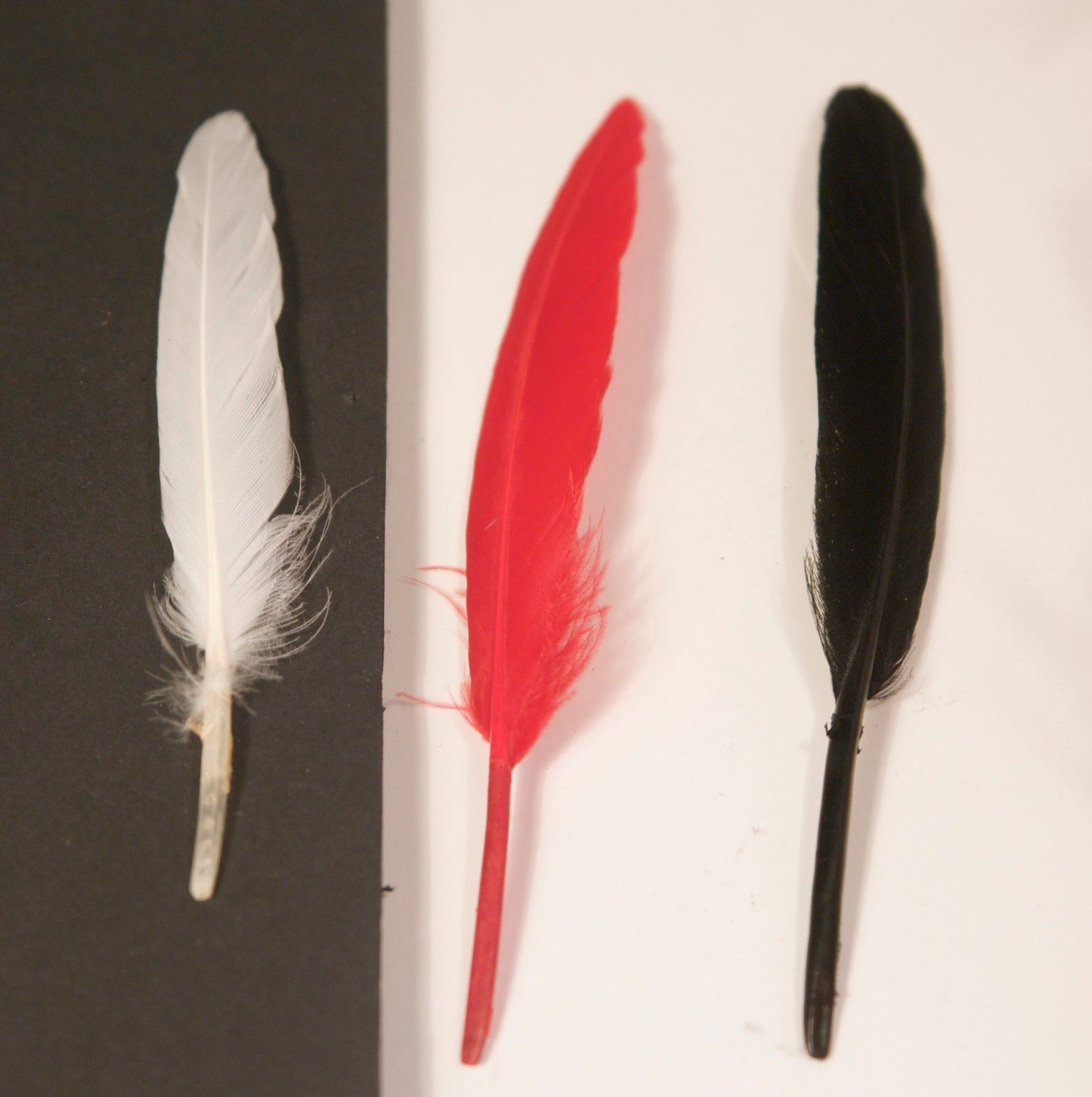 Goose feathers