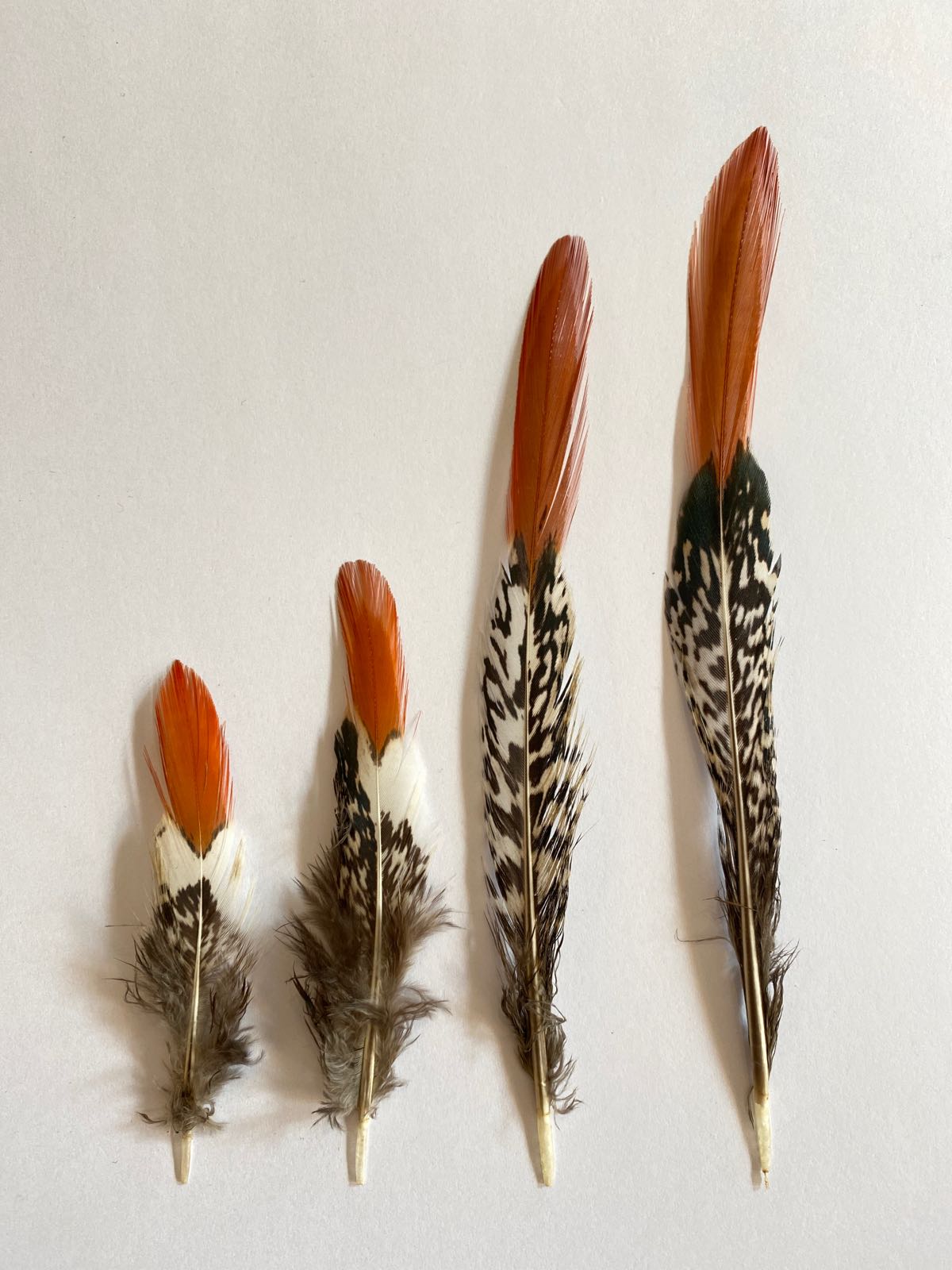 Lady Amherst Pheasant Feather