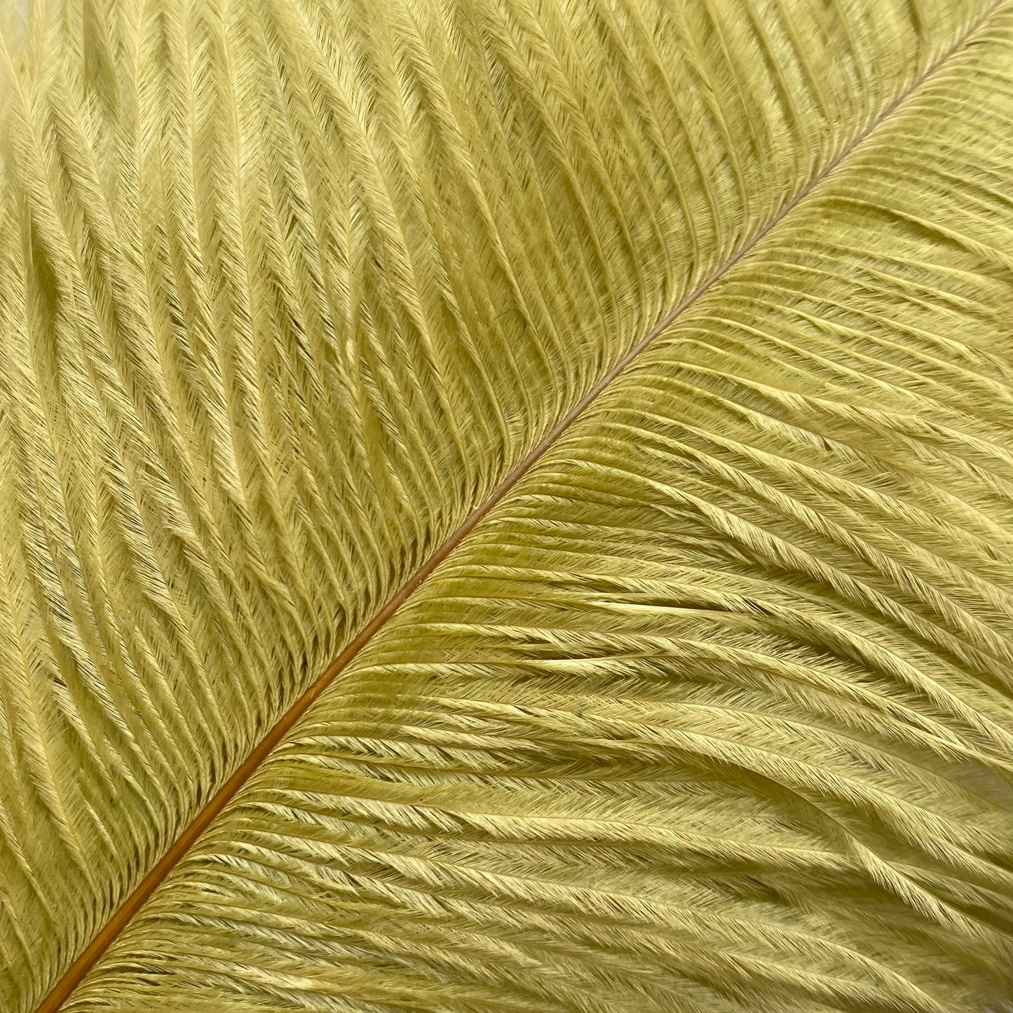 Light olive ostrich feather