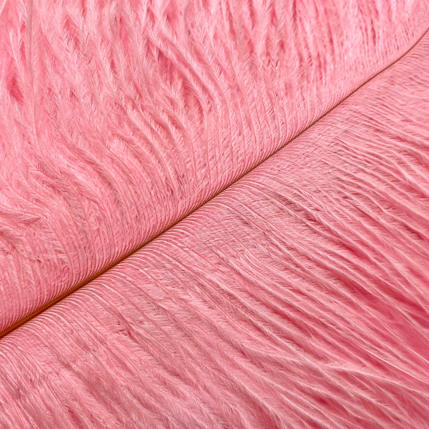 Pink ostrich feathers