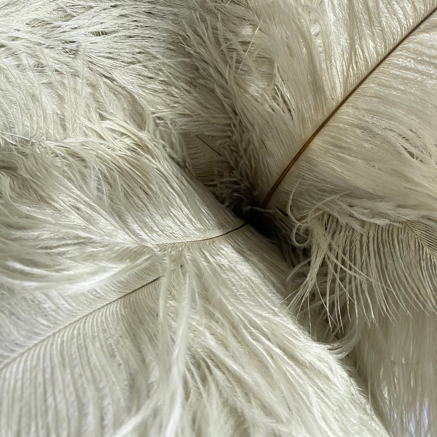 Kit gray ostrich feather
