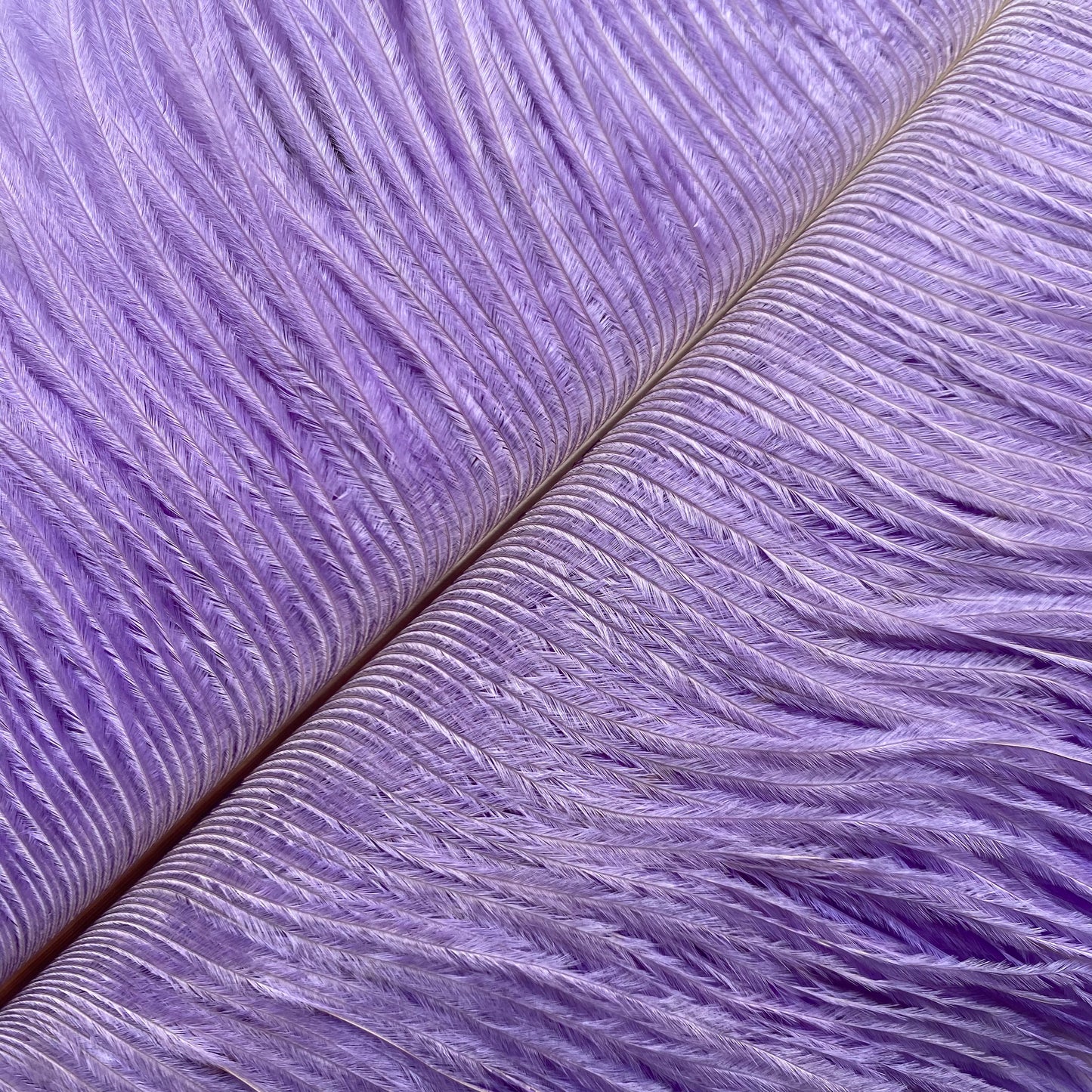 Lavender ostrich feather