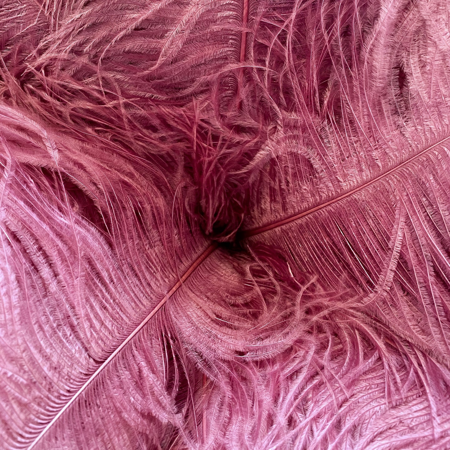 Old pink ostrich feather