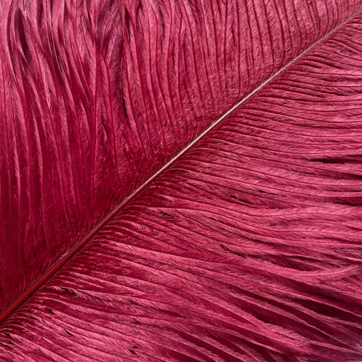 Bordeaux ostrich feather