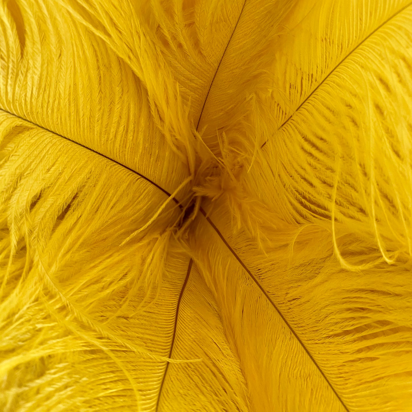 Yellow ostrich feathers