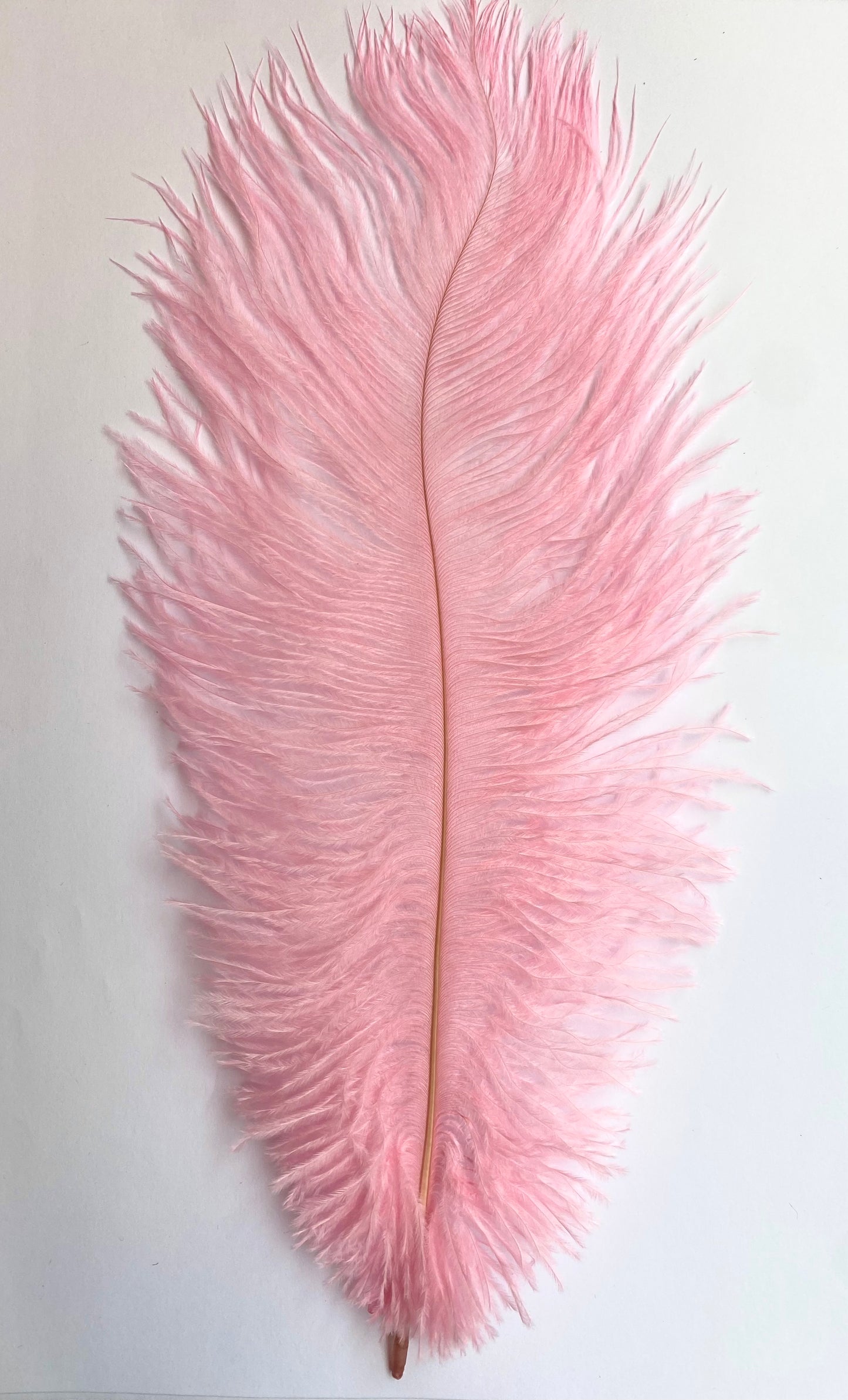 Pink ostrich feathers