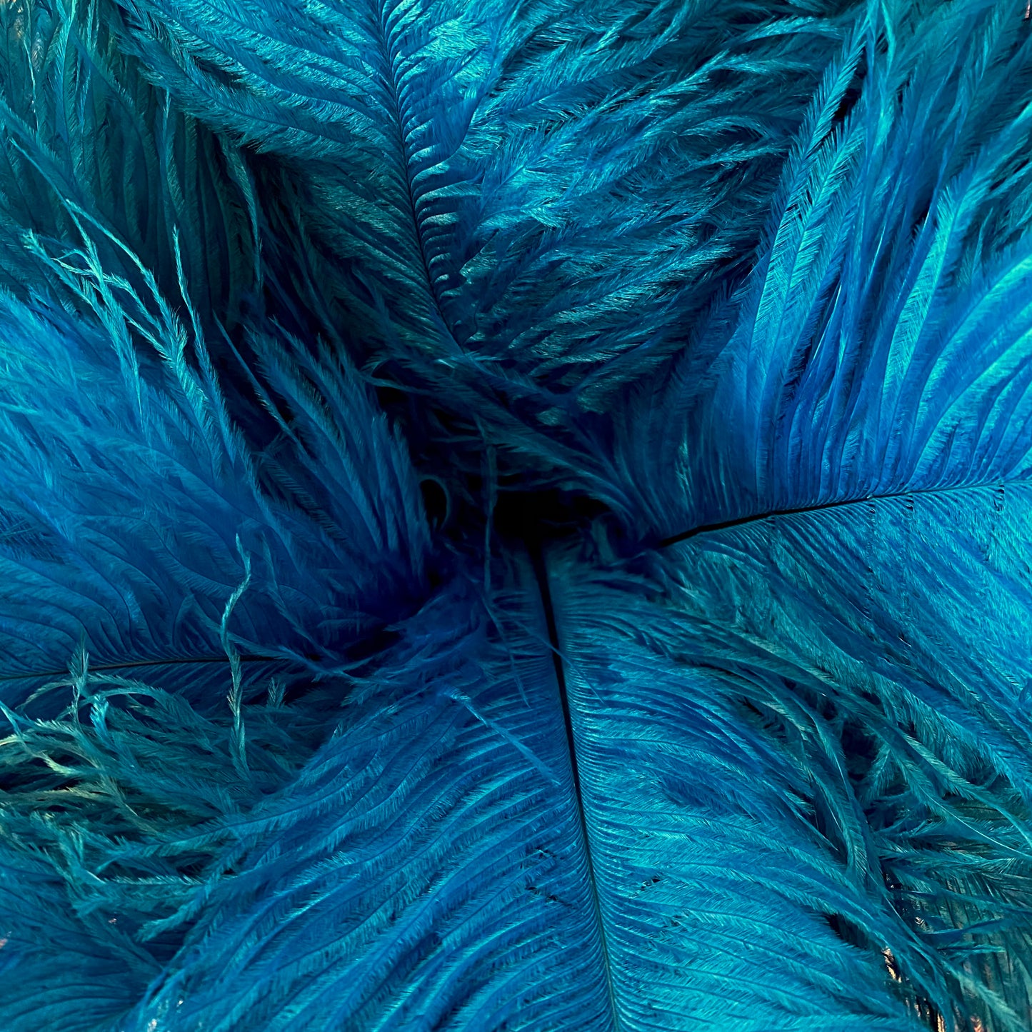 Turquoise blue ostrich feather